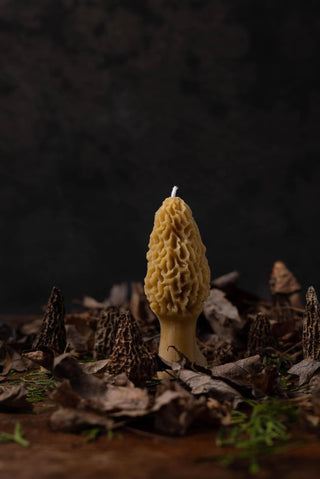 Morel Beeswax Candle