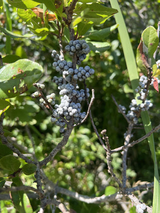 Hand-Dipped Bayberry Taper Candles
